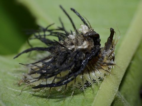 Shitty Stuff Larvae/Nymph of Tortoise Beetle uses their old exoskeleton and poo to create structures on their back for protection.

Read more about this incredible capability in this article :

http://www.wired.com/2015/06/absurd-creature-of-the-week-tortoise-beetle/

The adults of this Tortoise Beetle can be seen here :

https://www.jungledragon.com/image/44090/flasher.html
 Aspidimorpha sanctaecrucis,Beetle,Geotagged,Golden Tortoise Beetle,Indonesia,Larvae,Lombok,Nymph,Poo,Tortoise Beetle,Winter