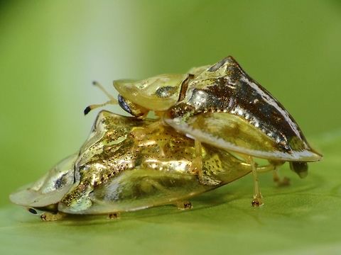 Tortoise Beetles having fun This is a pair of Tortoise Beetle mating.  Prior to the mating, the Male can be seen caressing the Female with his antennae, shaking his back and flashing his wings as shown in this video :

https://www.youtube.com/watch?v=_CDB5OCdoS8
 Aspidimorpha sanctaecrucis,Beetle,Geotagged,Golden Tortoise Beetle,Indonesia,Lombok,Tortoise Beetle,Winter