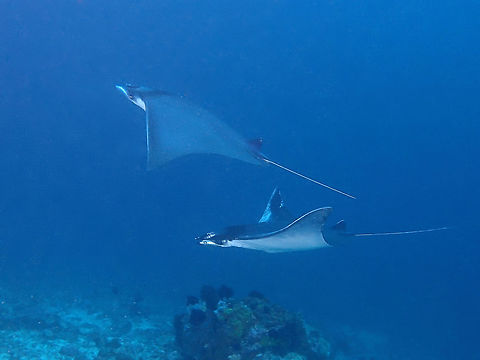 The Devils Second time to see huge school of this Mobula/Devil Rays, in the hundreds and on several dives/occasions.  Incredible experience indeed.

Not very sure which species of Mobula Rays this are as they are of medium size around 2 - 2.5 meters, too small for Mobula mobular species (up to 5 meters wing span) and too big for the Mobula eregoodootenkee (Pygmy Devil Ray) which are usually up to 1 meter wing span and more brownish in colour.

There is one undescribed Mobula, called Borneo Devilray, but can't be certain if its the same - mentioning it as Lombok is not too far from Borneo.

Mobula is a genus of ray in the family Myliobatidae (eagle rays). Their appearance is similar to that of manta rays, which are in the same family. Species of this genera are often collectively referred to as "devil rays", "flying mobula" or simply "flying rays", due to their propensity for breaching, sometimes in a spectacular manner. The devil fish can attain a disc width of up to 5.2 m (17 ft) and can probably weigh over a ton, second only to the Manta species in size. Despite their size, little is known about this genus, much of it being from anecdotal accounts.

Video of the big school of them can be seen here :

https://www.youtube.com/watch?v=HNJD9nMrL_w
 Devil Fish,Devil Rays,Geotagged,Indonesia,Lombok,Mobula Rays,Rays,Winter