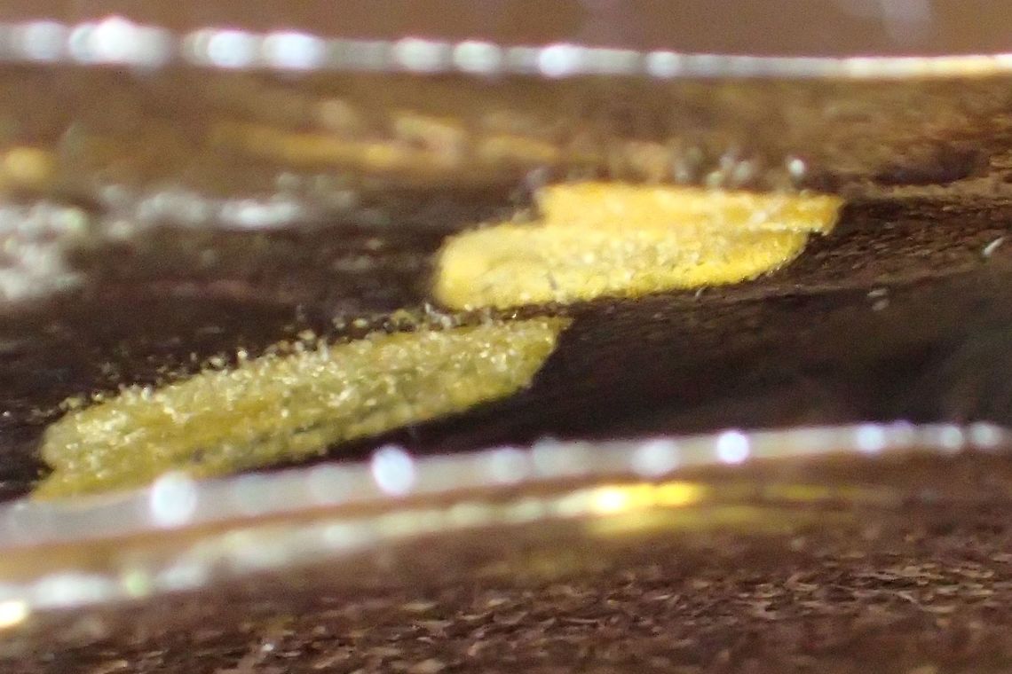 Golden wings of Skipper Butterfly - Erionota sp This are the golden spots on the forewings of Red-eyed Skipper Butterfly.<br />
<br />
The picture of the full Butterfly can be seen here :<br />
<br />
<figure class="photo"><a href="https://www.jungledragon.com/image/44086/red-eyed_skipper_butterfly_-_erionota_sp.html" title="Red-Eyed Skipper Butterfly - Erionota sp"><img src="https://s3.amazonaws.com/media.jungledragon.com/images/2994/44086_thumb.jpg?AWSAccessKeyId=05GMT0V3GWVNE7GGM1R2&Expires=1770854410&Signature=XMXpgzralqR8lPFsr70JZc%2FW5Lk%3D" width="200" height="150" alt="Red-Eyed Skipper Butterfly - Erionota sp Banana Skipper Butterfly  with red eyes showed up outside my hotel room when in Lombok. Banana Skipper,Butterfly,Erionota,Erionota sp,Geotagged,Indonesia,Lombok,Skipper Butterfly,Winter" /></a></figure> Butterfly,Erionota,Erionota sp,Geotagged,Indonesia,Lombok,Red-eyed Skipper Butterfly,Skipper Butterfly,Winter