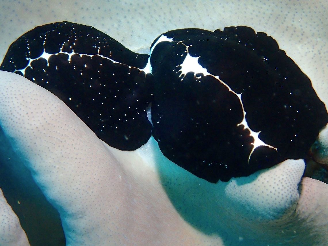 Egg Cowries Common Egg Cowries - Ovula ovum, they have black mantle with spots of whites or gold Common Egg Cowrie,Geotagged,Indonesia,Ovula ovum,Winter