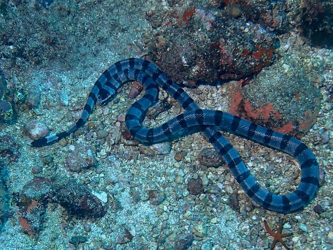 Yellow-Lipped Sea Krait - Laticauda colubrina This was probably a Female, with length of nearly 1.5 meters. Males are usually smaller in size. Although venomous, they are not known to be aggressive and not likely to attack or bite human/divers unless seriously provoked. They spend most of their time underwater, coming out to land to digest, rest and reproduce. They can be seen at night on land among rock crevices. Geotagged,Indonesia,Laticauda colubrina,Lombok,Sea Krait,Snake,Winter,Yellow-Lipped Sea Krait