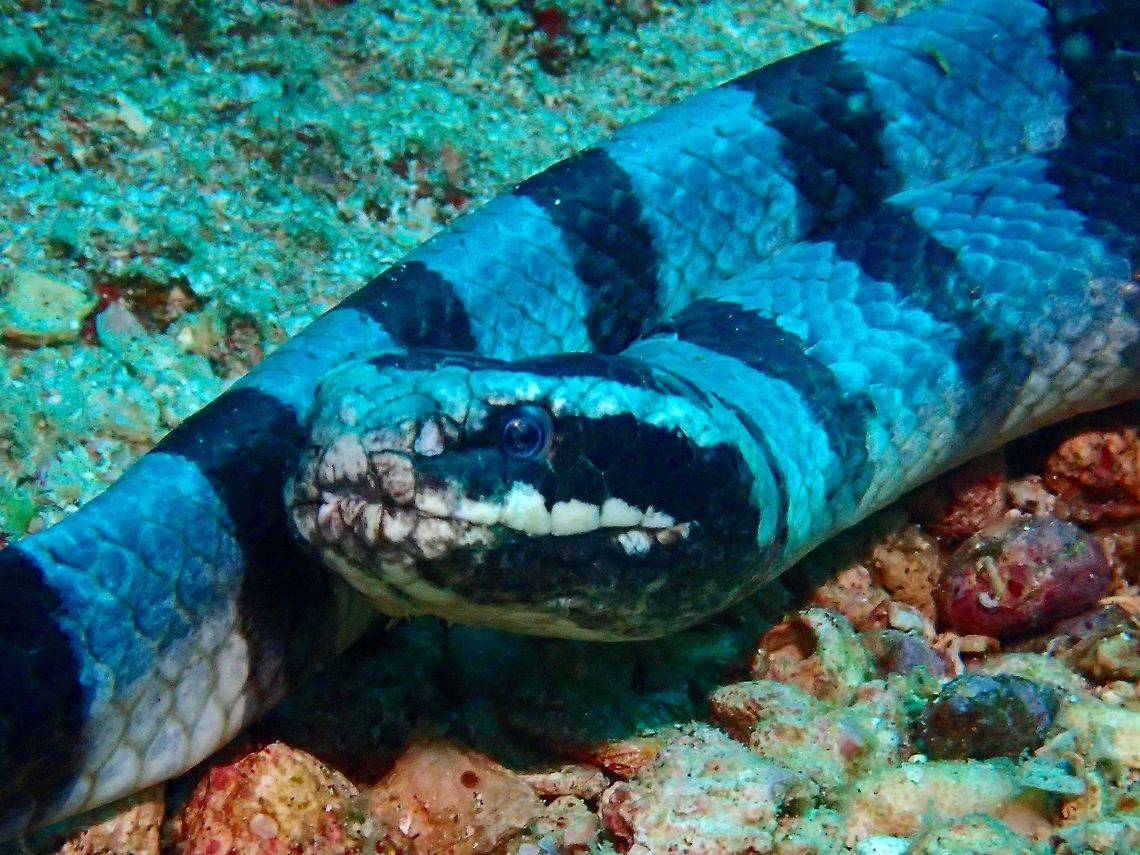 Yellow-Lipped Sea Krait - Laticauda colubrina This was probably a Female, with length of nearly 1.5 meters. Males are usually smaller in size. Although venomous, they are not known to be aggressive and not likely to attack or bite human/divers unless seriously provoked. They spend most of their time underwater, coming out to land to digest, rest and reproduce. They can be seen at night on land among rock crevices.<br />
<br />
Picture of the whole Sea Krait can be seen here :<br />
<br />
<figure class="photo"><a href="https://www.jungledragon.com/image/44177/yellow-lipped_sea_krait_-_laticauda_colubrina.html" title="Yellow-Lipped Sea Krait - Laticauda colubrina"><img src="https://s3.amazonaws.com/media.jungledragon.com/images/2994/44177_thumb.jpg?AWSAccessKeyId=05GMT0V3GWVNE7GGM1R2&Expires=1759968010&Signature=2NeWowr4%2B1GDbohrb%2Fax9Wn5U2g%3D" width="200" height="150" alt="Yellow-Lipped Sea Krait - Laticauda colubrina This was probably a Female, with length of nearly 1.5 meters. Males are usually smaller in size. Although venomous, they are not known to be aggressive and not likely to attack or bite human/divers unless seriously provoked. They spend most of their time underwater, coming out to land to digest, rest and reproduce. They can be seen at night on land among rock crevices. Geotagged,Indonesia,Laticauda colubrina,Lombok,Sea Krait,Snake,Winter,Yellow-Lipped Sea Krait" /></a></figure> Geotagged,Indonesia,Laticauda colubrina,Lombok,Sea Krait,Snake,Winter,Yellow-Lipped Sea Krait