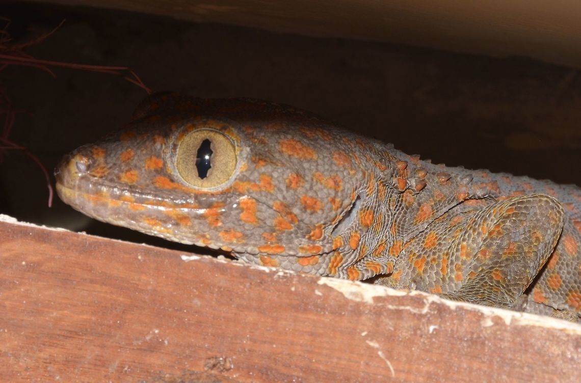 Tokay Gecko Tokay Gecko - Gekko gecko, quite large for house gecko, between 20-30 cm.<br />
Lots of them at the Resort I was staying at.  They have spots of orange/brown all over their body. Gekko gecko,Geotagged,Indonesia,Tokay gecko,Winter