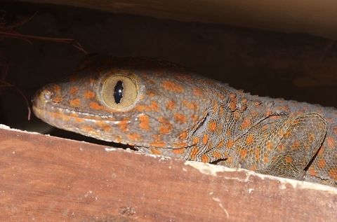 Tokay Gecko Tokay Gecko - Gekko gecko, quite large for house gecko, between 20-30 cm.
Lots of them at the Resort I was staying at.  They have spots of orange/brown all over their body. Gekko gecko,Geotagged,Indonesia,Tokay gecko,Winter