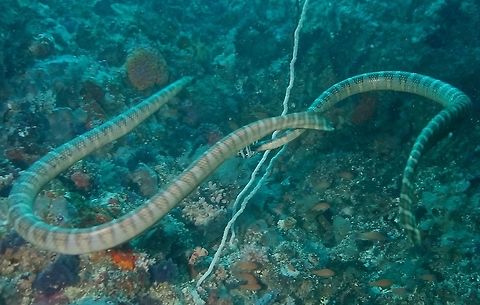 Olive sea snake