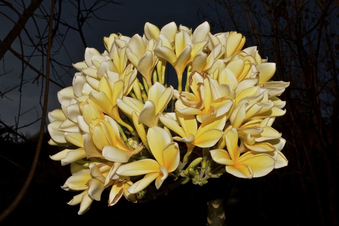 Frangipani This flower/plant is originally native to Mexico and Central America.<br />
Its quite popular especially in Bali where the locals, including the men likes to use the flower to decorate themselves, by inserting the flower between their ears and head. Frangipani,Geotagged,Indonesia,Plumeria rubra,Winter