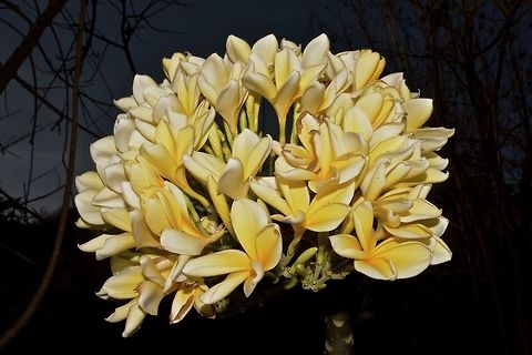 Frangipani This flower/plant is originally native to Mexico and Central America.
Its quite popular especially in Bali where the locals, including the men likes to use the flower to decorate themselves, by inserting the flower between their ears and head. Frangipani,Geotagged,Indonesia,Plumeria rubra,Winter