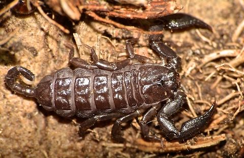 Dwarf Wood Scorpion - Liocheles australasiae This is a small sized Scorpion, around 1.5cm, its tail with sting is rather short.
Found on the trunk of a coconut tree. Dwarf Wood Scorpion,Geotagged,Indonesia,Liocheles australasiae,Lombok,Scorpion,Winter