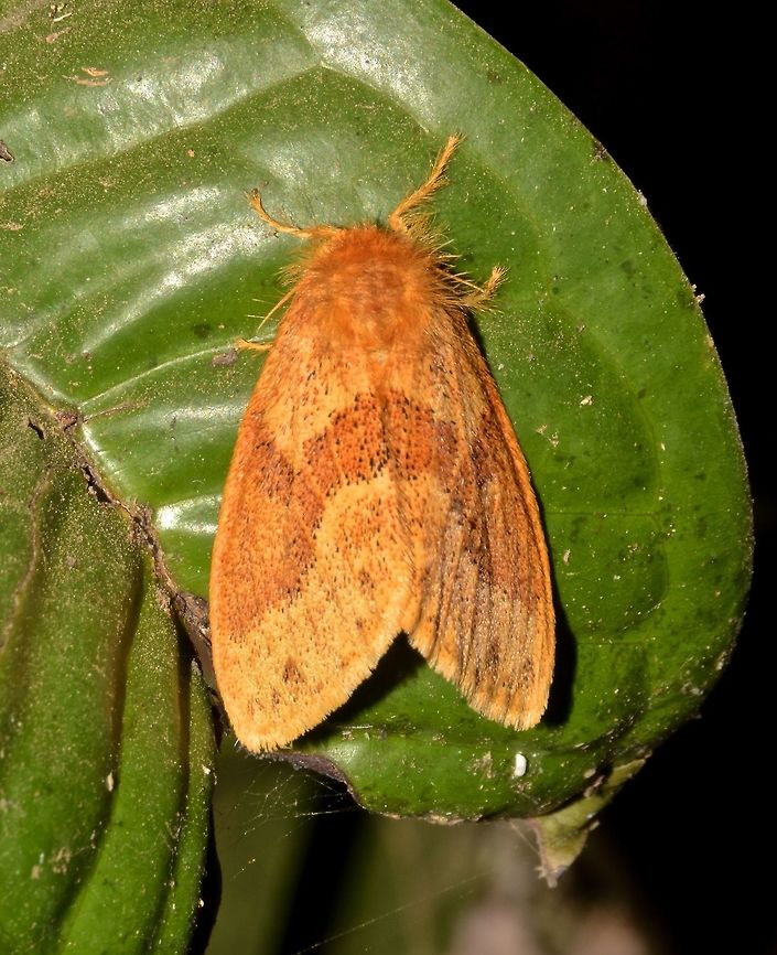 Moth Not sure, but could be a Tussock Moth Geotagged,Indonesia,Lombok,Moth,Winter