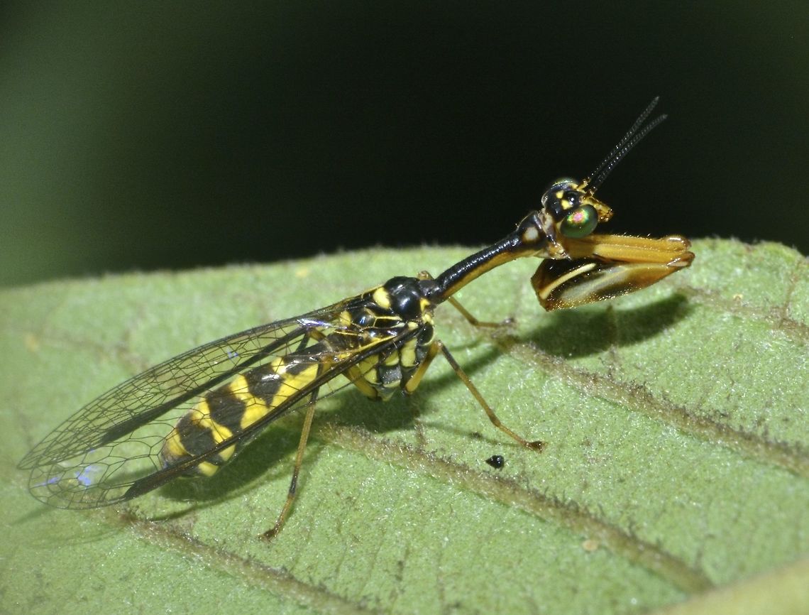 Wasp Mimic Mantidfly This Wasp Mimic Mantidfly from the genus Climaciella is around 1.5 cm in size.<br />
The abdomen is of yellow/black segments, quite similar to the look of Wasps, hence its name. Climaciella,Geotagged,Luzon,Mantidfly,Mantispidae,Philippines,Tuba,Wasp Mimic Mantidfly,Winter