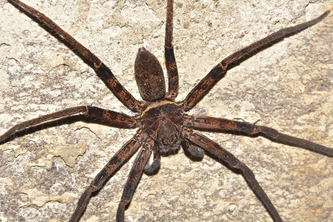 Spider Big Spider found inside an irrigation tunnel Geotagged,Indonesia,Lombok,Spider,Winter