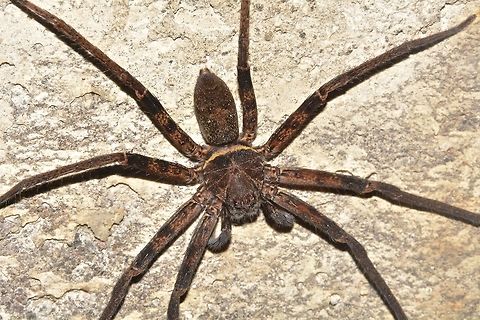 Spider Big Spider found inside an irrigation tunnel Geotagged,Indonesia,Lombok,Spider,Winter