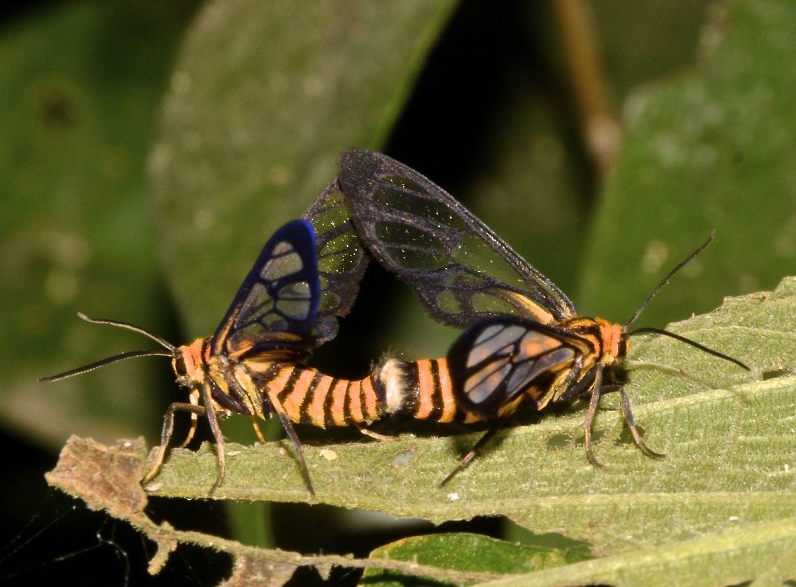Pair of Moths - Ceryx sp. Not sure, but this could be a pair of Wasp Moths Arctiinae,Ceryx,Ceryx sp,Erebidae,Geotagged,Indonesia,Lombok,Moth,Winter