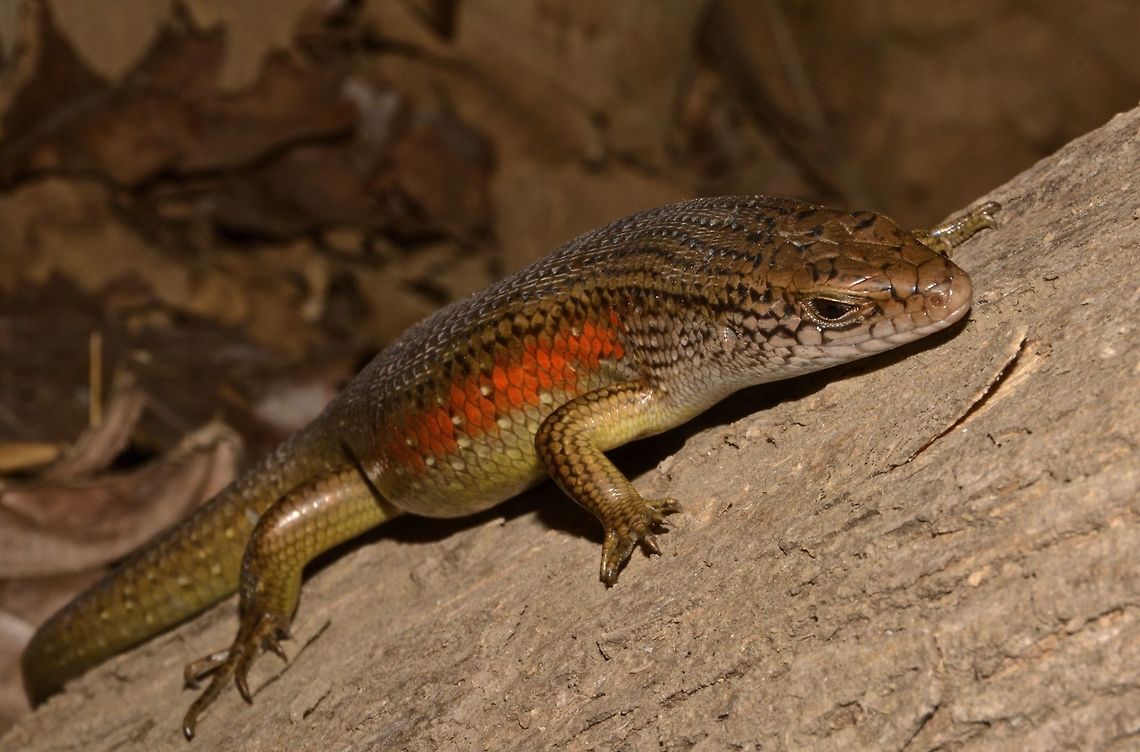 Common Sun Skink This Common Sun Skink - Eutropis multifasciata has orangish band on the sides of its body. Common Sun Skink,East Indian Brown Mabuya,Eutropis multifasciata,Geotagged,Indonesia,Skink,Winter
