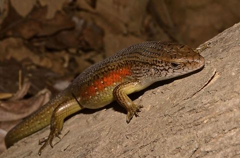 Common Sun Skink This Common Sun Skink - Eutropis multifasciata has orangish band on the sides of its body. Common Sun Skink,East Indian Brown Mabuya,Eutropis multifasciata,Geotagged,Indonesia,Skink,Winter
