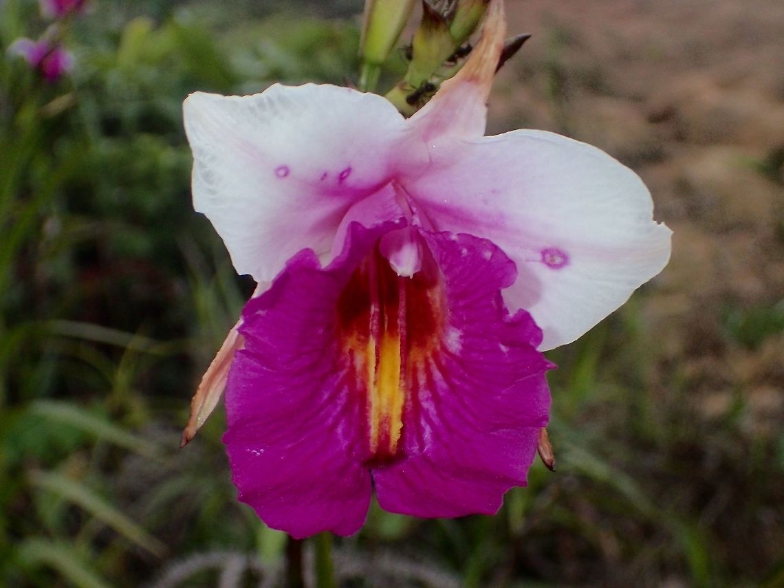 Bamboo Orchid Bamboo Orchid - Arundina graminifolia, found in montane forest, quite common and they seems to be in flower the whole year round. Arundina graminifolia,Bamboo orchid,Cameron Highlands,Geotagged,Malaysia,Summer,Tanah Rata,orchid