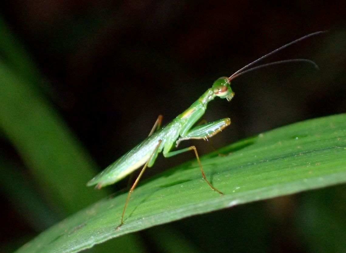 Tiny Mantis This is a very small sized Praying Mantis, around 2.5-3cm, already adult as it has full wings and capable of short flights.<br />
<br />
Full description of this species can also be found here :<br />
<br />
<a href="http://taxo4254.wikispaces.com/Tropidomantis+tenera" rel="nofollow">http://taxo4254.wikispaces.com/Tropidomantis+tenera</a><br />
 Cameron Highlands,Geotagged,Malaysia,Mantis,Praying Mantis,Summer,Tanah Rata,Tropidomantis tenera