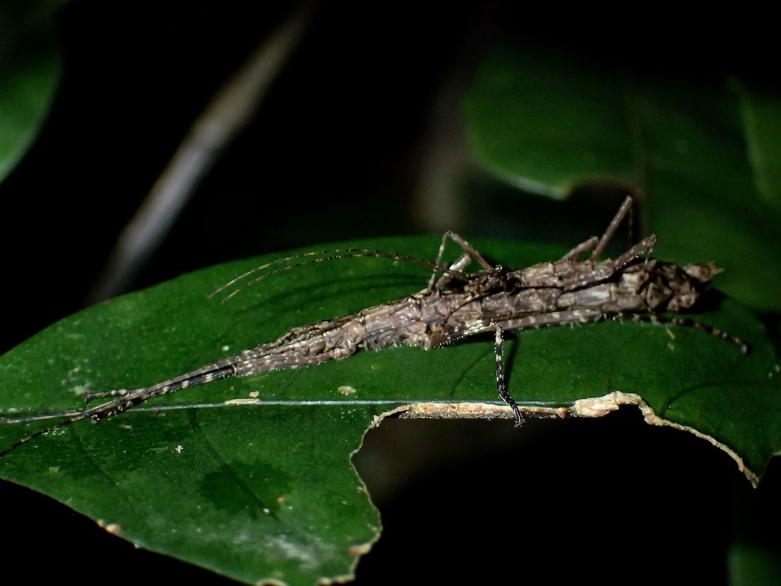 Pair of Stick Insects/Phasmid At a glance, you would think there is only 1 Phasmid in the picture, but it is a pair/couple, mating!<br />
This Stick Insect/Phasmid - Abrosoma gibberum is from the sub-family of Aschiphasmatidae, very small in size.  Females are around 3.5 - 4cm whereas the Males are around 2.5cm in size.  Despite this size, they are still not the smallest Phasmid in the world yet, but probably within top 10 smallest.  This species are quite interesting as when adult, and sometimes at sub-adult, Males are known to &#039;ride&#039; the Female for the rest of his life, unless disturbed.  The Male is very thin/slender and might be missed if you don&#039;t take a closer look.<br />
Like most species under the sub-family of Aschiphasmatinae, they have the capability to spray from glands behind their heads as a defensive mechanism.<br />
In this picture, the Female is also holding and egg while being mated by the Male. Abrosoma gibberum,Cameron Highlands,Geotagged,Malaysia,Phasmid,Stick Insect,Summer,Tanah Rata