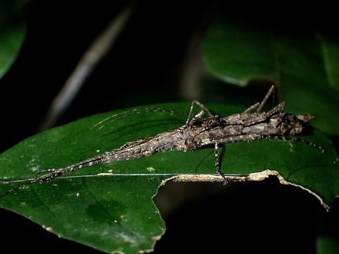 Pair of Stick Insects/Phasmid At a glance, you would think there is only 1 Phasmid in the picture, but it is a pair/couple, mating!
This Stick Insect/Phasmid - Abrosoma gibberum is from the sub-family of Aschiphasmatidae, very small in size.  Females are around 3.5 - 4cm whereas the Males are around 2.5cm in size.  Despite this size, they are still not the smallest Phasmid in the world yet, but probably within top 10 smallest.  This species are quite interesting as when adult, and sometimes at sub-adult, Males are known to 'ride' the Female for the rest of his life, unless disturbed.  The Male is very thin/slender and might be missed if you don't take a closer look.
Like most species under the sub-family of Aschiphasmatinae, they have the capability to spray from glands behind their heads as a defensive mechanism.
In this picture, the Female is also holding and egg while being mated by the Male. Abrosoma gibberum,Cameron Highlands,Geotagged,Malaysia,Phasmid,Stick Insect,Summer,Tanah Rata