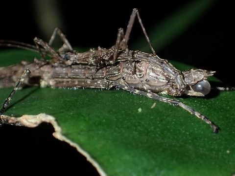 Mated & Egg This is the same pair of Stick Insect/Phasmid - Abrosoma gibberum.
Picture taken from a different angle to show the Female carrying an Egg while being mated by the Male.

The full picture of this same pair can be seen here :

https://www.jungledragon.com/image/44319
 Abrosoma gibberum,Cameron Highlands,Geotagged,Malaysia,Phasmid,Stick insect,Summer,Tanah Rata