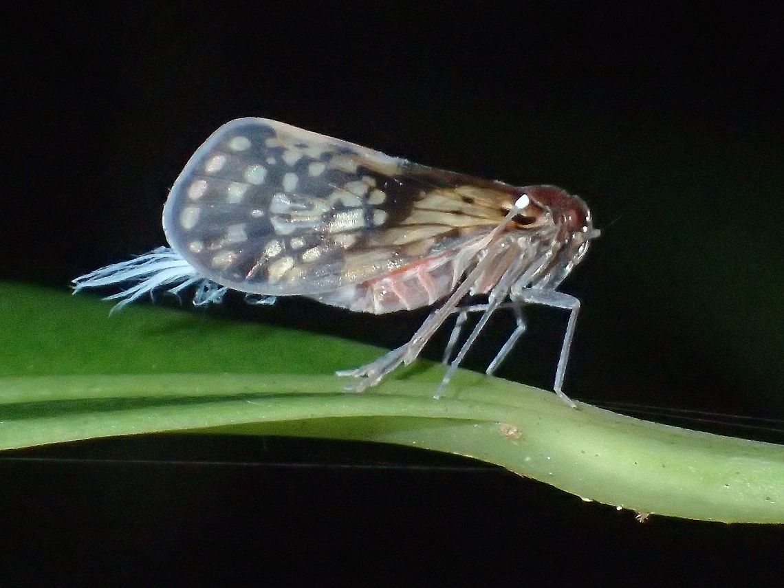 Hopper This Hoppers are tiny in size, around 5mm. Cameron Highlands,Geotagged,Hopper,Malaysia,Summer,Tanah Rata