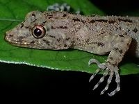 Titiwangsa Day Gecko Small sized Lizard, found in montane forest.<br />
This Titiwangsa Day/Rock Gecko - Cnemaspis flavolineata is endemic to the highland of Titiwangsa Mountain Range of Peninsular Malaysia.<br />
<br />
The description mentioned they inhabits forests from 600-1,150 masl but I found this at around 1,700 masl in Cameron Highlands. What I have observed of late in Cameron Highlands, the temperature up there is not as cold as it used to be, say 20-30 years ago. I remember in the 80s when I first went there, we have to put on sweaters in the evening and it was super cold in the early mornings. The night temperature I hate during this trip was around 23-24C!<br />
<br />
Picture of the complete Lizard can be seen here :<br />
<br />
https://www.jungledragon.com/image/44324/lizard.html<br />
Cameron Highlands,Cnemaspis flavolineata,Gecko,Geotagged,Malaysia,Summer,Tanah Rata,Titiwangsa Rock Gecko