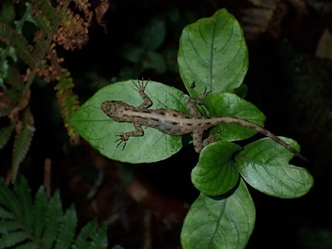 Titiwangsa Day Gecko Small sized Lizard, found in montane forest.<br />
<br />
Close-up of this Gecko can be seen here :<br />
<br />
<figure class="photo"><a href="https://www.jungledragon.com/image/44323/titiwangsa_day_gecko.html" title="Titiwangsa Day Gecko"><img src="https://s3.amazonaws.com/media.jungledragon.com/images/2994/44323_thumb.jpg?AWSAccessKeyId=05GMT0V3GWVNE7GGM1R2&Expires=1769040010&Signature=Q0sa3Fqu%2FwB66houEcw%2BAS1BW1Y%3D" width="200" height="150" alt="Titiwangsa Day Gecko Small sized Lizard, found in montane forest.<br />
This Titiwangsa Day/Rock Gecko - Cnemaspis flavolineata is endemic to the highland of Titiwangsa Mountain Range of Peninsular Malaysia.<br />
<br />
The description mentioned they inhabits forests from 600-1,150 masl but I found this at around 1,700 masl in Cameron Highlands.  What I have observed of late in Cameron Highlands, the temperature up there is not as cold as it used to be, say 20-30 years ago.  I remember in the 80s when I first went there, we have to put on sweaters in the evening and it was super cold in the early mornings.  The night temperature I hate during this trip was around 23-24C!<br />
<br />
Picture of the complete Lizard can be seen here :<br />
<br />
https://www.jungledragon.com/image/44324/lizard.html<br />
 Cameron Highlands,Cnemaspis flavolineata,Gecko,Geotagged,Malaysia,Summer,Tanah Rata,Titiwangsa Rock Gecko" /></a></figure> Cameron Highlands,Cnemaspis flavolineata,Gecko,Geotagged,Malaysia,Summer,Tanah Rata,Titiwangsa Rock Gecko