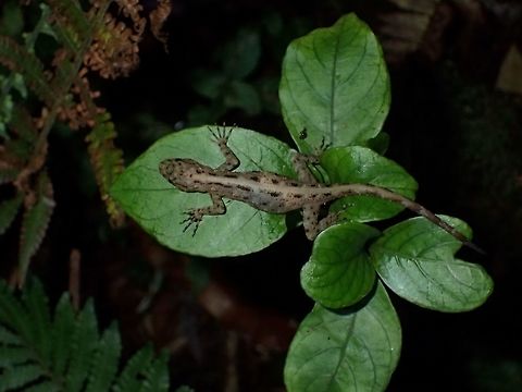 Titiwangsa Day Gecko Small sized Lizard, found in montane forest.

Close-up of this Gecko can be seen here :

https://www.jungledragon.com/image/44323/titiwangsa_day_gecko.html Cameron Highlands,Cnemaspis flavolineata,Gecko,Geotagged,Malaysia,Summer,Tanah Rata,Titiwangsa Rock Gecko