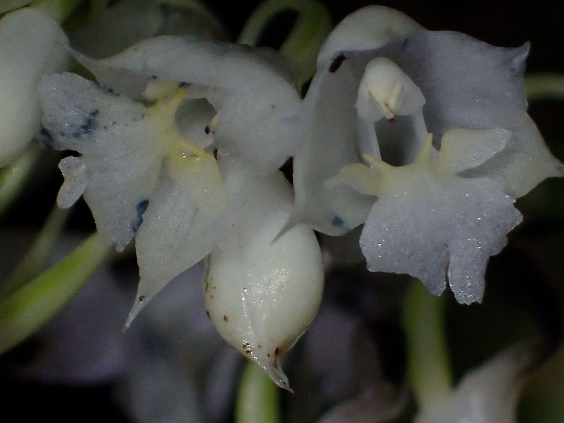 Orchids Small white-coloured Orchids, found in montane forest.<br />
<br />
Picture of the whole stalk/bunch can be seen here :<br />
<br />
<figure class="photo"><a href="https://www.jungledragon.com/image/44331/orchids.html" title="Orchids"><img src="https://s3.amazonaws.com/media.jungledragon.com/images/2994/44331_thumb.jpg?AWSAccessKeyId=05GMT0V3GWVNE7GGM1R2&Expires=1770854410&Signature=O10%2FsKenDE6vCZjg63nZ2aQzJp8%3D" width="200" height="150" alt="Orchids The full bunch of the Orchids, looks like it is newly in bloom, seen in the montane forest.<br />
<br />
Close-up of the flower can be seen here :<br />
<br />
https://www.jungledragon.com/image/44330/orchids.html<br />
 Cameron Highlands,Geotagged,Malaysia,Orchids,Summer,Tanah Rata" /></a></figure><br />
 Cameron Highlands,Geotagged,Malaysia,Orchids,Summer,Tanah Rata