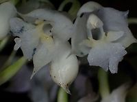 Orchids Small white-coloured Orchids, found in montane forest.<br />
<br />
Picture of the whole stalk/bunch can be seen here :<br />
<br />
https://www.jungledragon.com/image/44331/orchids.html<br />
 Cameron Highlands,Geotagged,Malaysia,Orchids,Summer,Tanah Rata
