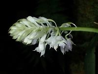 Orchids The full bunch of the Orchids, looks like it is newly in bloom, seen in the montane forest.<br />
<br />
Close-up of the flower can be seen here :<br />
<br />
https://www.jungledragon.com/image/44330/orchids.html<br />
 Cameron Highlands,Geotagged,Malaysia,Orchids,Summer,Tanah Rata