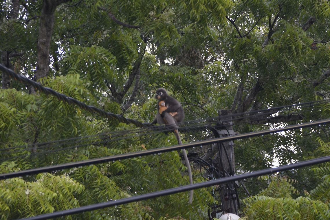 Mother & Child Saw this Group of Dusky Leaf Monkey or Spectacled Monkey just around the corner of where I am staying in Cheras, Kuala Lumpur. Was surprised to see them, and they are still very shy to humans. They came down from the nearby forest/hill in the morning to forage for food. There were around 20 of them in the Group and several females were carrying babies. Two of the babies are still very young and have orangish furs, which also means they are 1-2 months old.<br />
<br />
This species have 7 subspecies, each with their habitat ranges and each having differing pelage colorations. This Spotting is most likely Trachypithecus obscurus obscurus, based on the location.<br />
<br />
The Dusky Leaf-Monkey is a folivorous species, but it will also consume fruit and flowers.<br />
 Cheras,Dusky leaf monkey,Geotagged,Malaysia,Monkey,Spectacled Monkey,Summer,Trachypithecus obscurus
