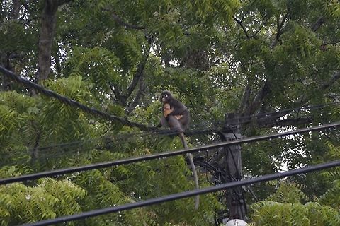 Mother & Child Saw this Group of Dusky Leaf Monkey or Spectacled Monkey just around the corner of where I am staying in Cheras, Kuala Lumpur. Was surprised to see them, and they are still very shy to humans. They came down from the nearby forest/hill in the morning to forage for food. There were around 20 of them in the Group and several females were carrying babies. Two of the babies are still very young and have orangish furs, which also means they are 1-2 months old.

This species have 7 subspecies, each with their habitat ranges and each having differing pelage colorations. This Spotting is most likely Trachypithecus obscurus obscurus, based on the location.

The Dusky Leaf-Monkey is a folivorous species, but it will also consume fruit and flowers.
 Cheras,Dusky leaf monkey,Geotagged,Malaysia,Monkey,Spectacled Monkey,Summer,Trachypithecus obscurus