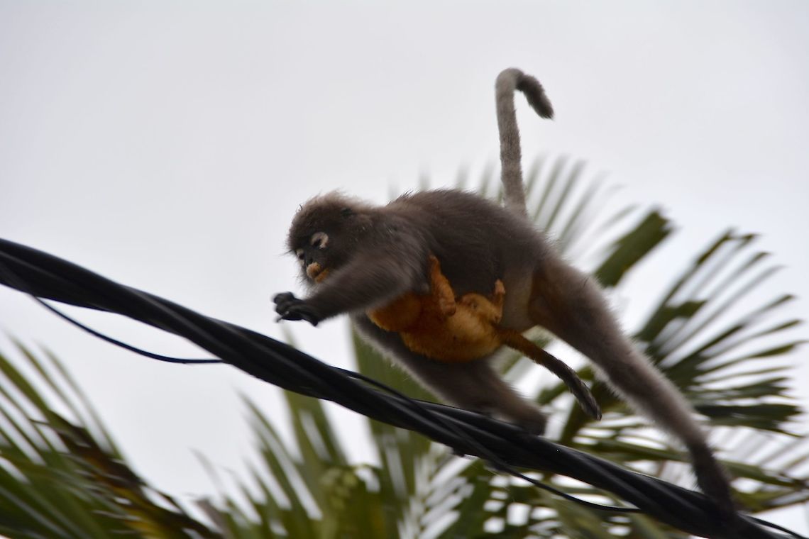 On the run This Mother Dusky Leaf Monkey carrying her baby running across the street on a wire. Cheras,Dusky leaf monkey,Geotagged,Malaysia,Monkey,Spectacled Monkey,Summer,Trachypithecus obscurus