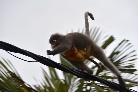 On the run This Mother Dusky Leaf Monkey carrying her baby running across the street on a wire. Cheras,Dusky leaf monkey,Geotagged,Malaysia,Monkey,Spectacled Monkey,Summer,Trachypithecus obscurus
