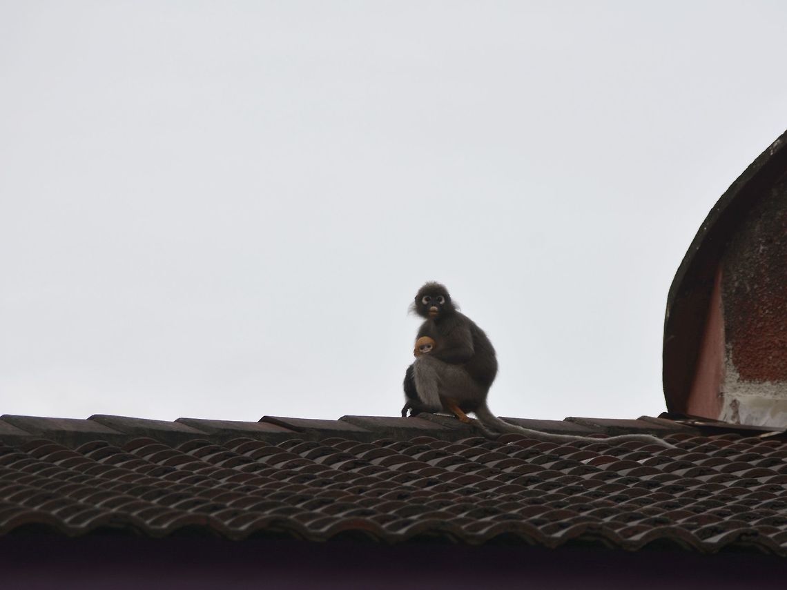 Safe on the Rooftop Resting on the rooftop, this Mother Dusky Leaf Monkey carrying her young baby.<br />
They have very long tails, longer than their body length. Cheras,Dusky leaf monkey,Geotagged,Malaysia,Monkey,Spectacled Monkey,Summer,Trachypithecus obscurus