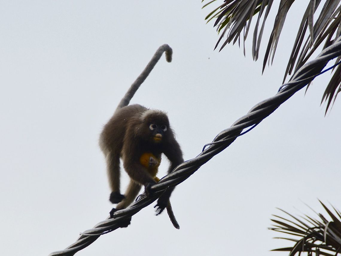 On the wire This Mother Dusky Leaf Monkey was carrying her baby while walking on the electrical wires along a street.<br />
They were going to some fruiting trees in the housing estate. Cheras,Dusky leaf monkey,Geotagged,Malaysia,Monkey,Spectacled Monkey,Summer,Trachypithecus obscurus