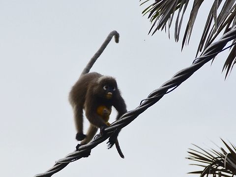 On the wire This Mother Dusky Leaf Monkey was carrying her baby while walking on the electrical wires along a street.
They were going to some fruiting trees in the housing estate. Cheras,Dusky leaf monkey,Geotagged,Malaysia,Monkey,Spectacled Monkey,Summer,Trachypithecus obscurus