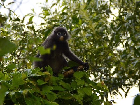 On the lookout This Male Dusky Leaf Monkey was being cautious and on the look-out for the Group before they cross the street on the electrical wires.   Cheras,Dusky leaf monkey,Geotagged,Malaysia,Monkey,Spectacled Monkey,Summer,Trachypithecus obscurus