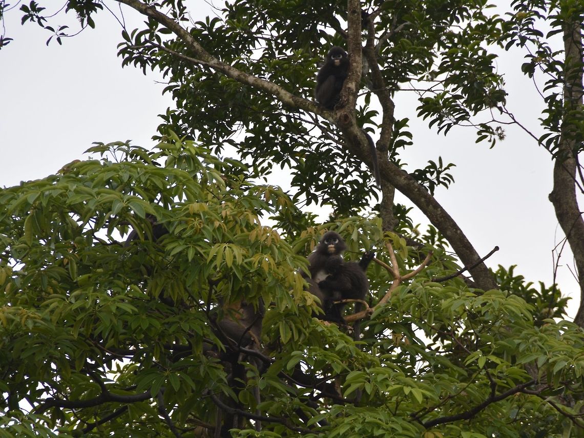 Safe in the trees Part of the group of Dusky Leaf Monkey, there were around 20 of them.  Several of them were carrying babies, of which 2 of them the furs are still orangish in colour.  They lose this orange furs and takes on the darker grey/black furs as they grow older. Cheras,Dusky leaf monkey,Geotagged,Malaysia,Monkay,Spectacled Monkey,Summer,Trachypithecus obscurus