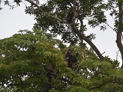 Safe in the trees Part of the group of Dusky Leaf Monkey, there were around 20 of them.  Several of them were carrying babies, of which 2 of them the furs are still orangish in colour.  They lose this orange furs and takes on the darker grey/black furs as they grow older. Cheras,Dusky leaf monkey,Geotagged,Malaysia,Monkay,Spectacled Monkey,Summer,Trachypithecus obscurus