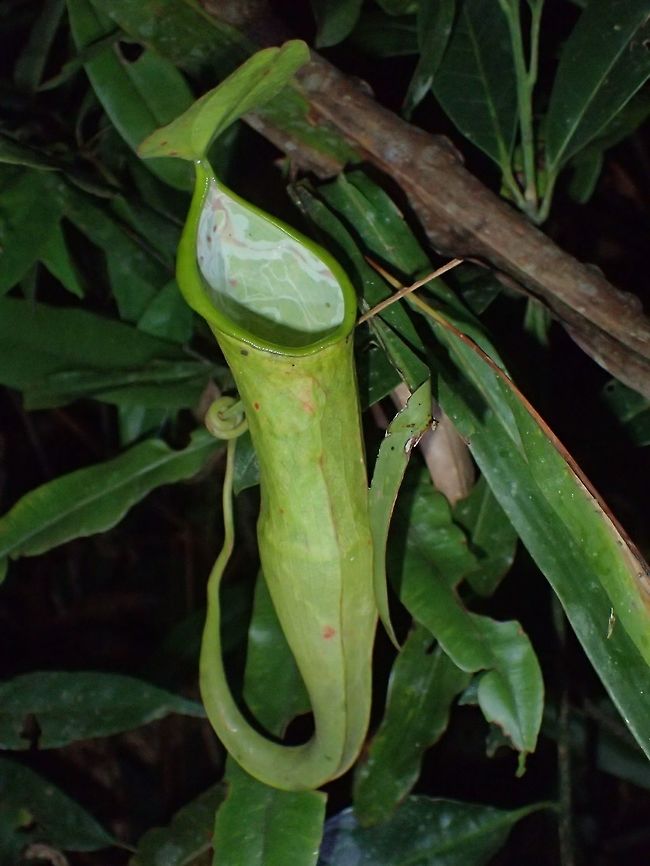 Pitcher Plant By far the most common Pitcher Plant - Nepenthes and fairly wide spread in South East Asia and also to South China and North Australia. Geotagged,Malaysia,Nepenthes,Nepenthes mirabilis,Pitcher Plant,Summer