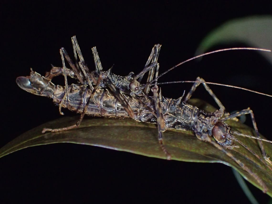 Stick Insect, Phasmid - Ommatopseudes harmani This Stick Insect of the species Ommatopseudes harmani  was originally described by Paul Brock in 1995 as Pinnispinus harmani, with the genus name of Pinnispinus newly created.  However, it was much later reclassified as Ommatopseudes harmani as the species fits into the genus Ommatopseudes, where another species, Ommatopseudes paradoxus has been described from Sumatra since 1942.<br />
<br />
Ommatopseudes harmani is a very small species, with the Females just around 3cm in size and Males around 2 cm in size.  Same like the species under the genus of Abrosoma (my previous Phasmid Spotting from Cameron Highlands), the Males of this species tends to 'ride' the Female for the rest of their adult life, unless they are disturbed.<br />
<br />
In my picture, the Males can be seen as very slender and hardly noticeable.  This species also has row of Spines running along their back.  Also can be seen in my picture, the Female is carrying an Egg, while being mated by the Male. Geotagged,Malaysia,Ommatopseudes harmani,Summer