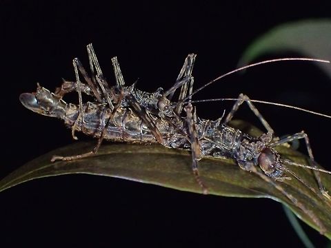 Stick Insect, Phasmid - Ommatopseudes harmani This Stick Insect of the species Ommatopseudes harmani  was originally described by Paul Brock in 1995 as Pinnispinus harmani, with the genus name of Pinnispinus newly created.  However, it was much later reclassified as Ommatopseudes harmani as the species fits into the genus Ommatopseudes, where another species, Ommatopseudes paradoxus has been described from Sumatra since 1942.

Ommatopseudes harmani is a very small species, with the Females just around 3cm in size and Males around 2 cm in size.  Same like the species under the genus of Abrosoma (my previous Phasmid Spotting from Cameron Highlands), the Males of this species tends to 'ride' the Female for the rest of their adult life, unless they are disturbed.

In my picture, the Males can be seen as very slender and hardly noticeable.  This species also has row of Spines running along their back.  Also can be seen in my picture, the Female is carrying an Egg, while being mated by the Male. Geotagged,Malaysia,Ommatopseudes harmani,Summer