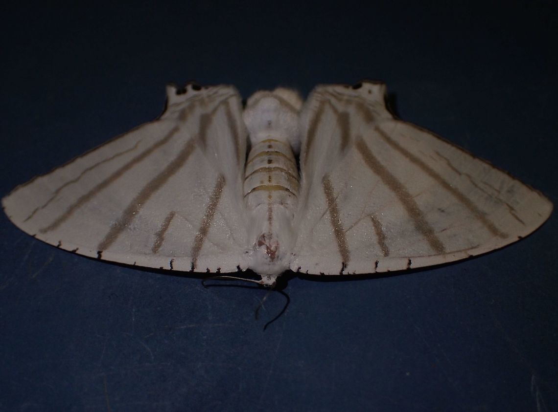 Uranid Moth Saw lots of them attracted by the lights of the Highway rest stop but this particular one was more interesting to me as it seems to have the pencil hairs; the pheromeone signalling structures in Males.<br />
<br />
Close-up of the Hair Pencils can be seen here :<br />
<br />
<figure class="photo"><a href="https://www.jungledragon.com/image/44356/hair_pencils.html" title="Hair Pencils"><img src="https://s3.amazonaws.com/media.jungledragon.com/images/2994/44356_thumb.jpg?AWSAccessKeyId=05GMT0V3GWVNE7GGM1R2&Expires=1759968010&Signature=GGwNgh2IYfo7jHeAUAPnB0iOFtQ%3D" width="200" height="150" alt="Hair Pencils This is the close-up of the Hair Pencils; the pheromeone signalling structures in Males.<br />
<br />
<br />
Picture of the whole Moth can be seen here :<br />
<br />
https://www.jungledragon.com/image/44355/uranid_moth.html<br />
 Geotagged,Hair Pencils,Malaysia,Moth,Summer,Uranid Moth,Urapteroides astheniata" /></a></figure><br />
 Geotagged,Malaysia,Moth,Summer,Tapah,Uranid Moth,Urapteroides astheniata