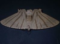 Uranid Moth Saw lots of them attracted by the lights of the Highway rest stop but this particular one was more interesting to me as it seems to have the pencil hairs; the pheromeone signalling structures in Males.<br />
<br />
Close-up of the Hair Pencils can be seen here :<br />
<br />
https://www.jungledragon.com/image/44356/hair_pencils.html<br />
Geotagged,Malaysia,Moth,Summer,Tapah,Uranid Moth,Urapteroides astheniata