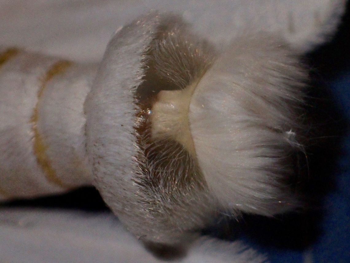 Hair Pencils This is the close-up of the Hair Pencils; the pheromeone signalling structures in Males.<br />
<br />
<br />
Picture of the whole Moth can be seen here :<br />
<br />
<figure class="photo"><a href="https://www.jungledragon.com/image/44355/uranid_moth.html" title="Uranid Moth"><img src="https://s3.amazonaws.com/media.jungledragon.com/images/2994/44355_thumb.jpg?AWSAccessKeyId=05GMT0V3GWVNE7GGM1R2&Expires=1769040010&Signature=dixkBRhjDu9iyUMr2e0RQua0C6w%3D" width="200" height="148" alt="Uranid Moth Saw lots of them attracted by the lights of the Highway rest stop but this particular one was more interesting to me as it seems to have the pencil hairs; the pheromeone signalling structures in Males.<br />
<br />
Close-up of the Hair Pencils can be seen here :<br />
<br />
https://www.jungledragon.com/image/44356/hair_pencils.html<br />
 Geotagged,Malaysia,Moth,Summer,Tapah,Uranid Moth,Urapteroides astheniata" /></a></figure><br />
 Geotagged,Hair Pencils,Malaysia,Moth,Summer,Uranid Moth,Urapteroides astheniata