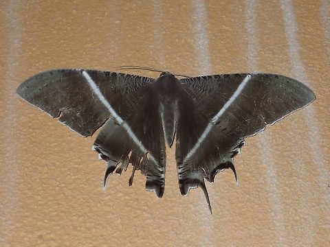 Tropical Swallow Tail Moth This Tropical Swallow Tail Moth - Lyssa zampa was seen in a rest stop along the highway.  It was attracted there by the lights at night. Geotagged,Lyssa zampa,Malaysia,Summer,Tropical Swallow Tail Moth