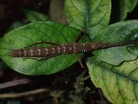 Stick Insect, Phasmid - Neohirasea unnoi This is a Female Phasmid of the species Neohirasea unnoi, previously known as Menexenus unnoi.<br />
They are a highland species and endemic to Cameron Highlands.<br />
Highly variable in colours - brown, green and black with or in combination with tiny spines on the sides of their thorax.<br />
<br />
https://www.jungledragon.com/image/44369/stick_insect_phasmid_-_neohirasea_unnoi.html<br />
<br />
https://www.jungledragon.com/image/44368/stick_insect_phasmid_-_neohirasea_unnoi.html<br />
 Cameron Highlands,Geotagged,Malaysia,Neohirasea unnoi,Phasmid,Stick Insect,Summer,Tanah Rata